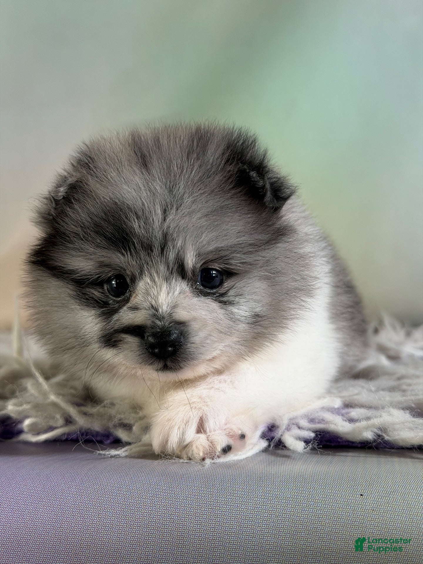 Pomeranian dogs for sale: Chanel - Ad 1