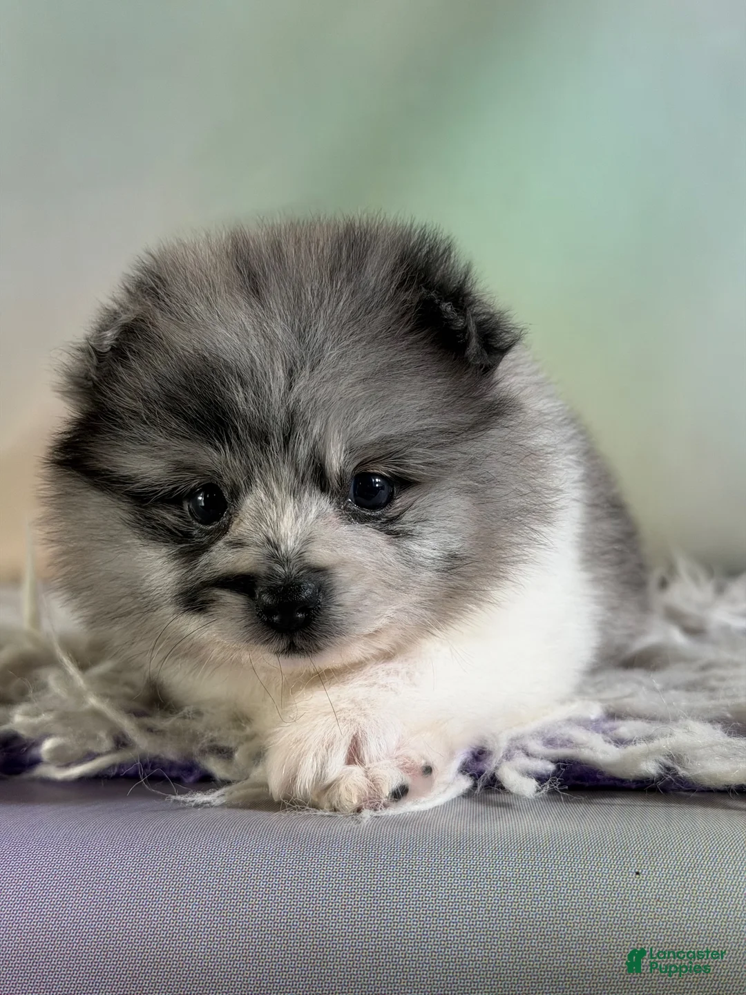 Pomeranian dogs for sale: Chanel - Ad 1