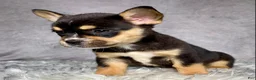 Mixed Breed dogs for sale: Miss Sadie  - Ad 9