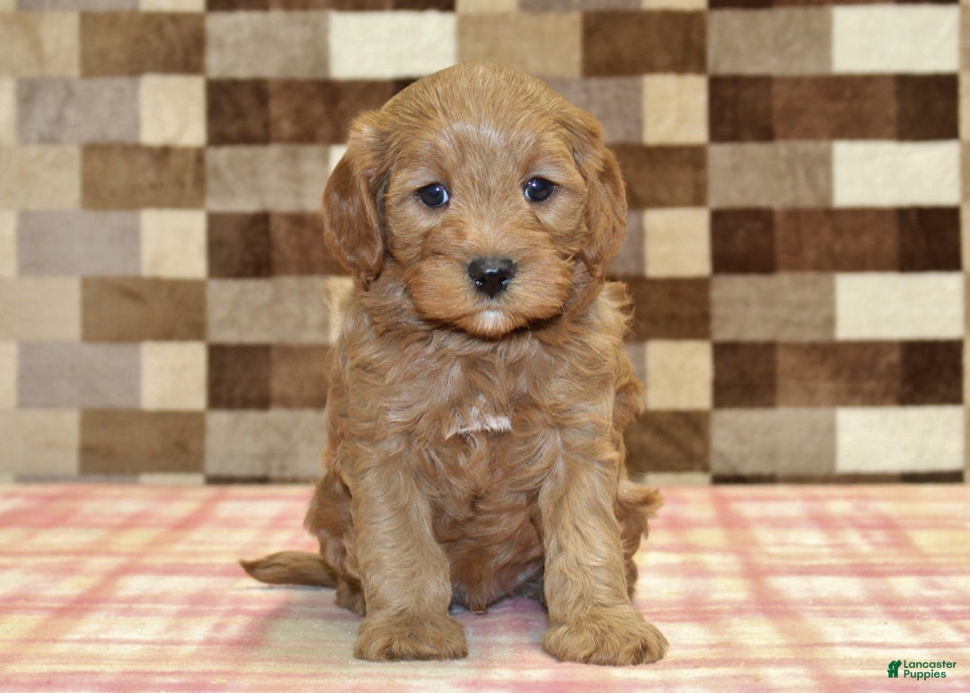 Cavapoo dogs for sale: Fred - Ad 3