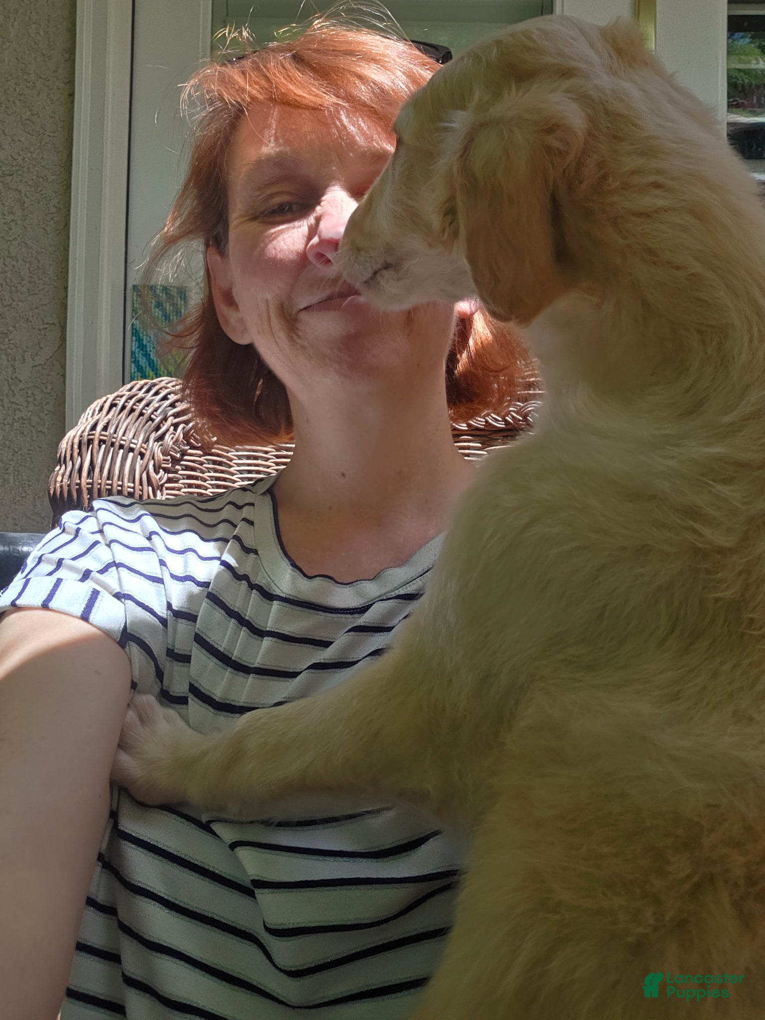 Borzoi dogs Chloe - Ad 2