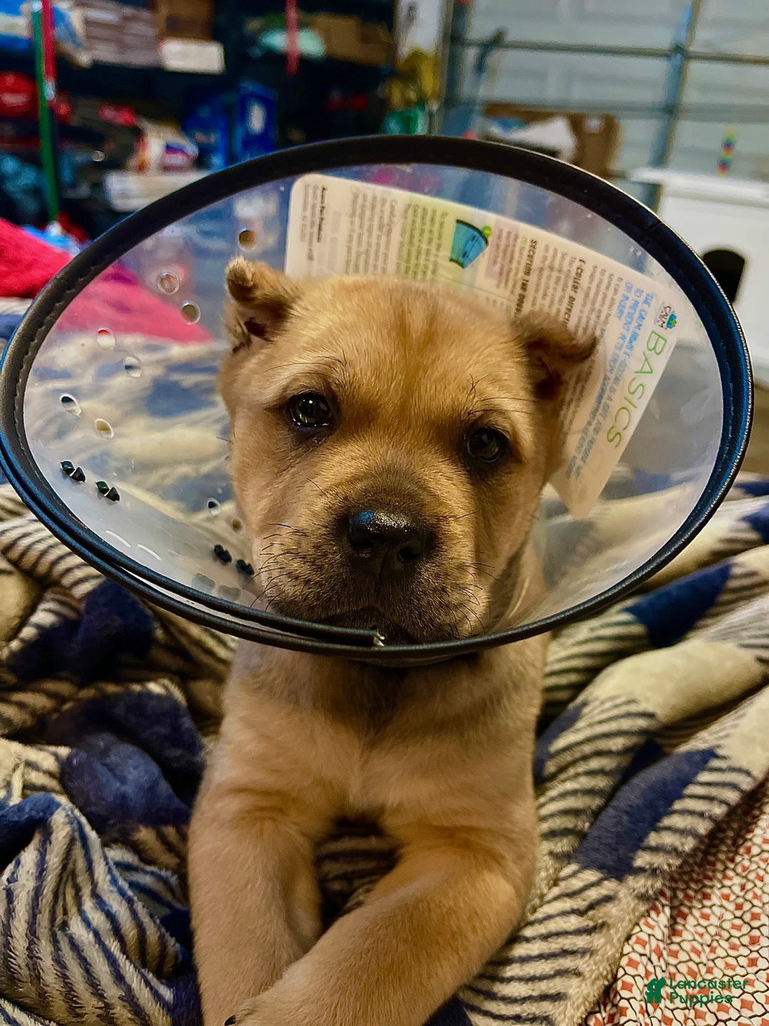 Cane Corso dogs for sale: delta - Ad 1