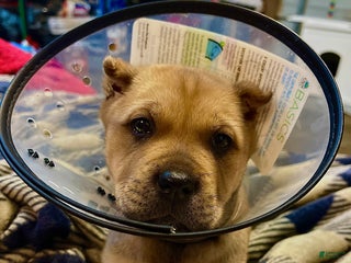 Cane Corso dogs delta - Ad 14