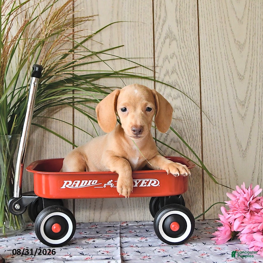 Miniature Dachshund dogs Randy - Ad 1