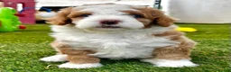 Mixed Breed dogs for sale: Red/Apricot-Blonde Micro Bernedoodle - Ad 4