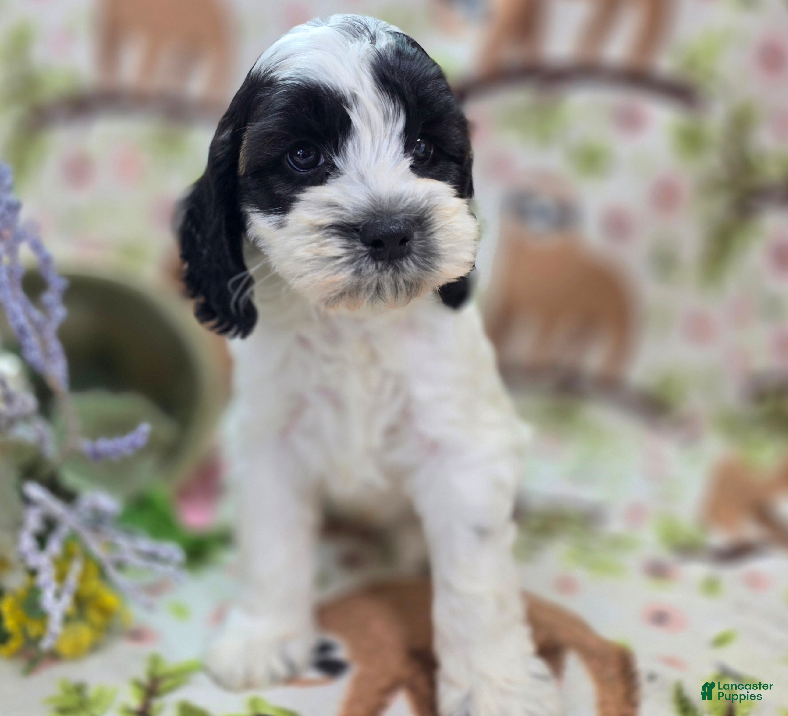 Cockapoo dogs Puddleduck - Ad 17