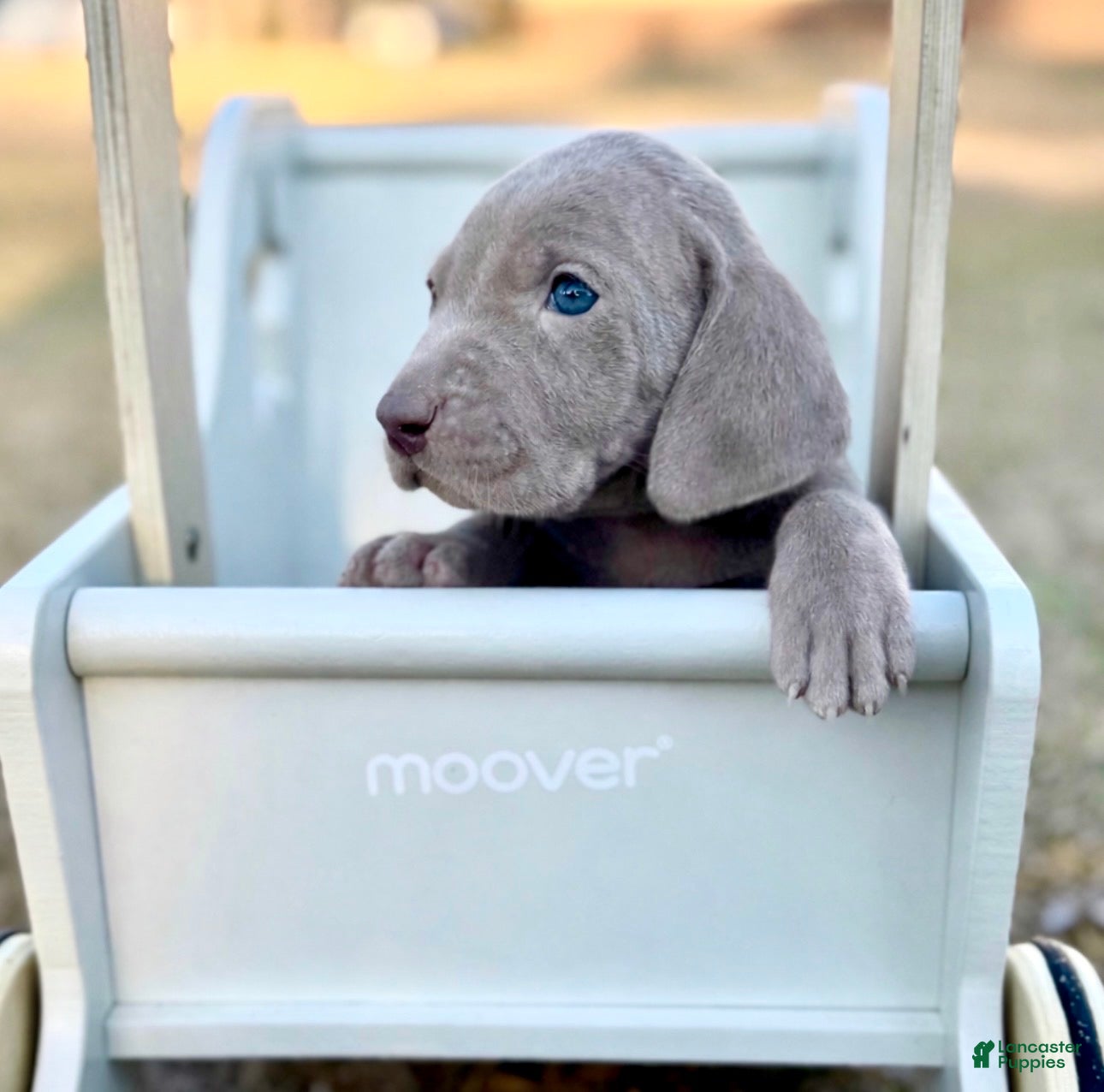 Weimaraner dogs Weimaraner Puppy 1 - Ad 5