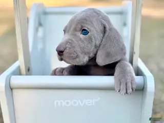 Weimaraner dogs Weimaraner Puppy 1 - Ad 5