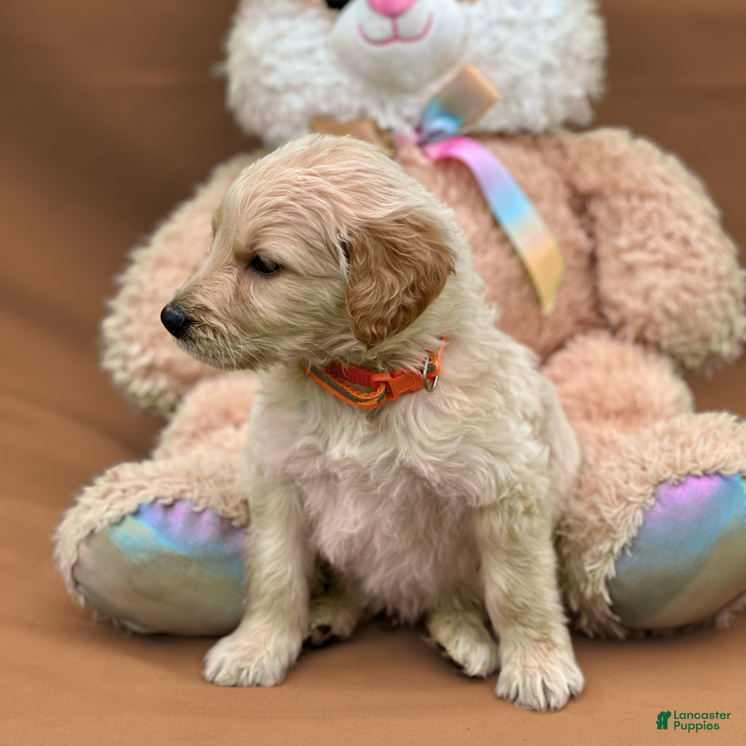Goldendoodle dogs Obi-Wan Kenobi - Ad 2