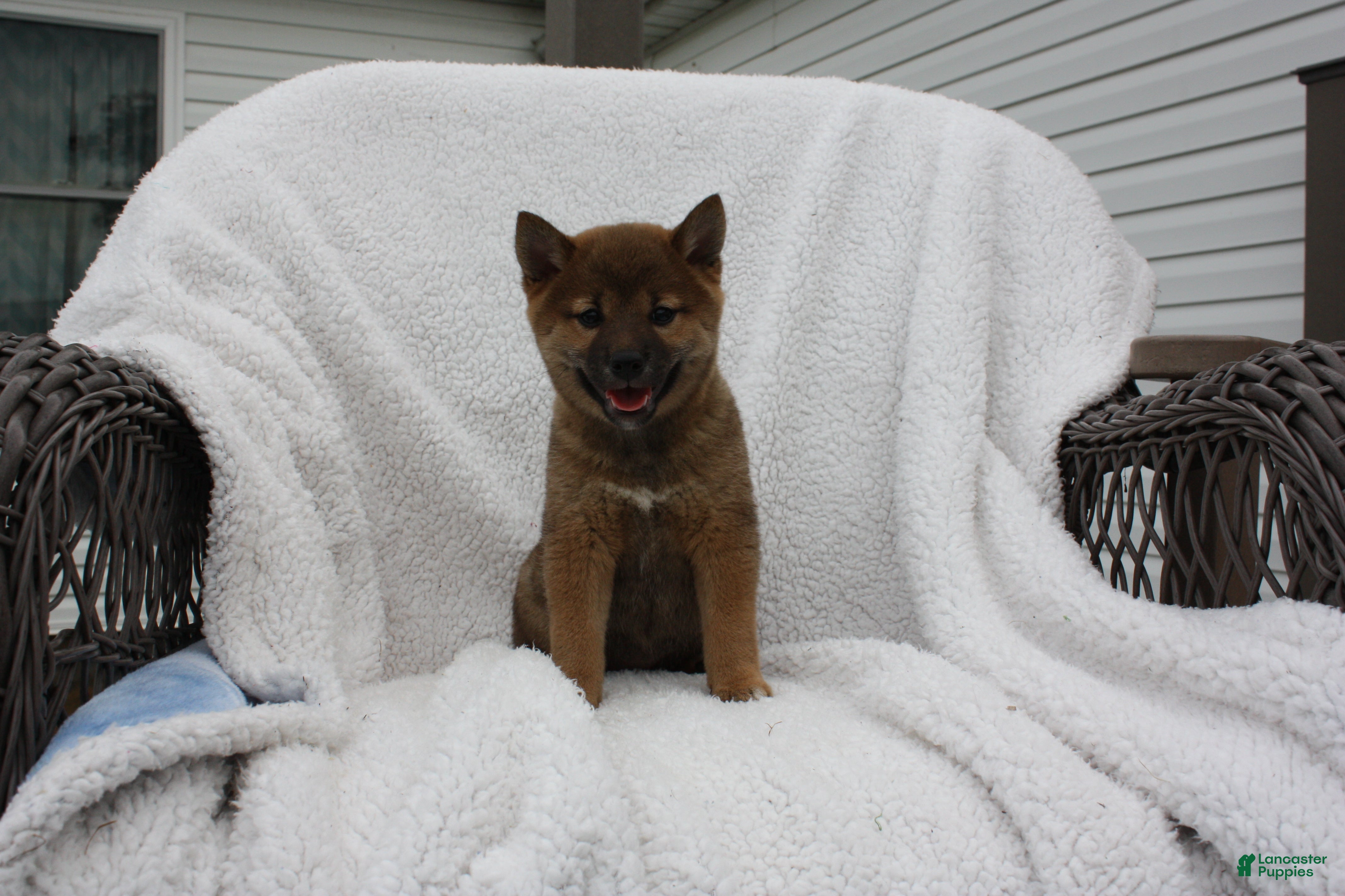 Shiba Inu dogs Keisha - Ad 37