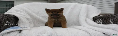 Keisha