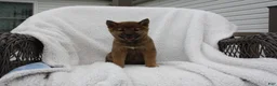 Shiba Inu dogs for sale: Keisha - Ad 1