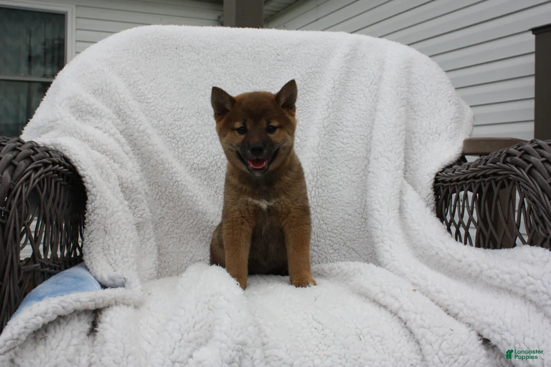 Shiba Inu dogs for sale: Keisha - Ad 1