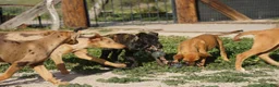 Dutch Shepherd dogs for sale: Dutch brindle F - Ad 13