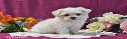 Maltese dogs for sale: Spencer - Ad 3