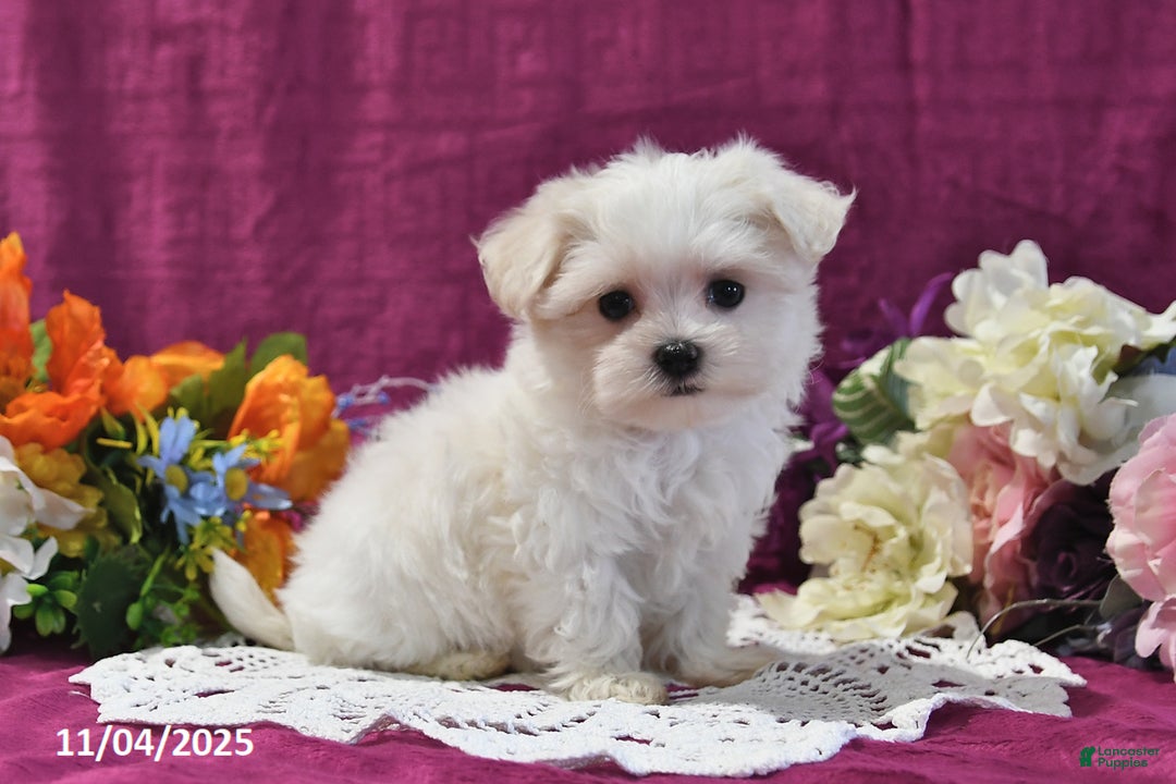 Maltese dogs for sale: Spencer - Ad 3