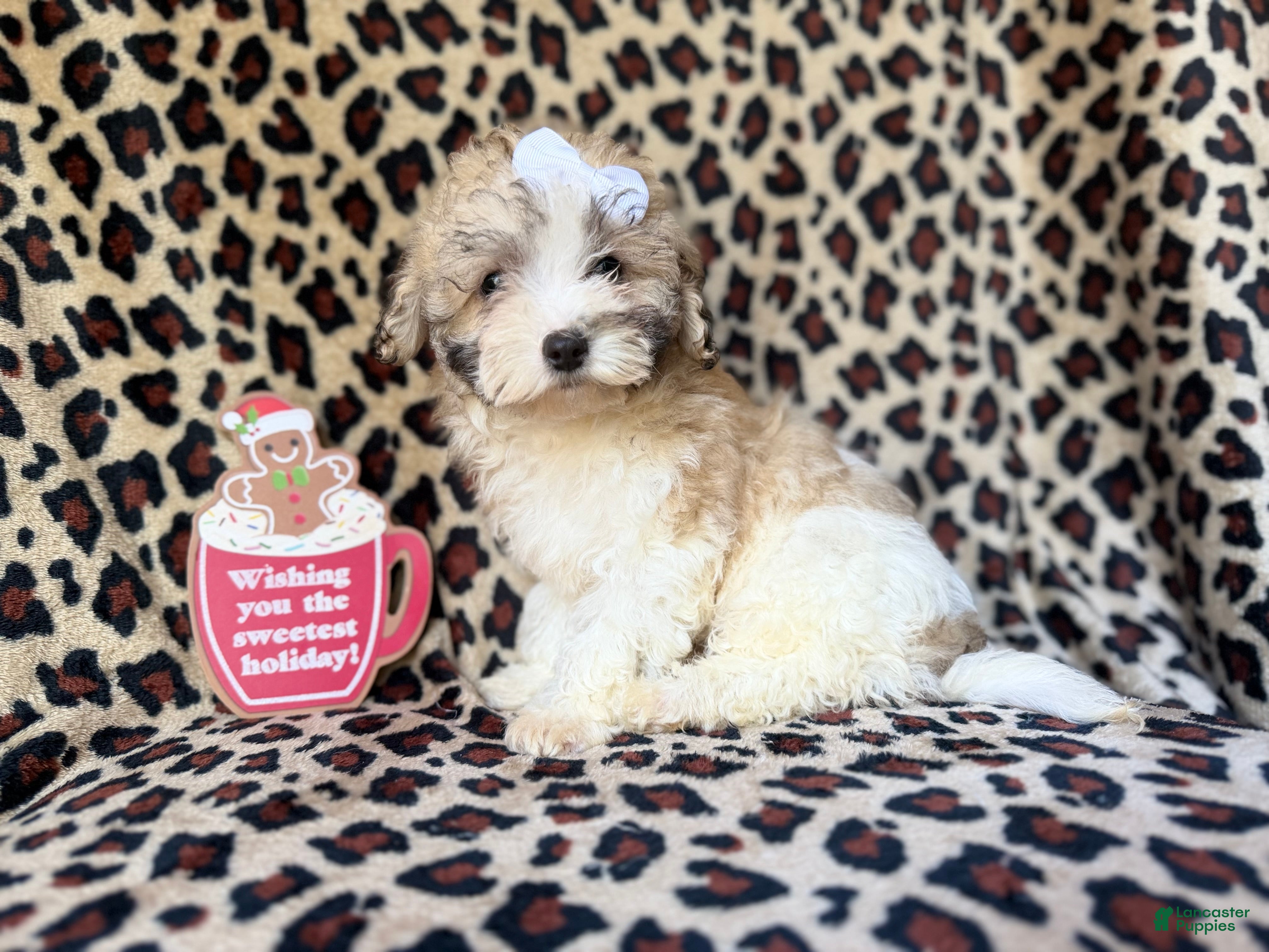 Maltipoo dogs Ginger - Ad 2