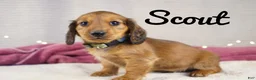 Miniature Dachshund dogs for sale: Scout - Ad 7