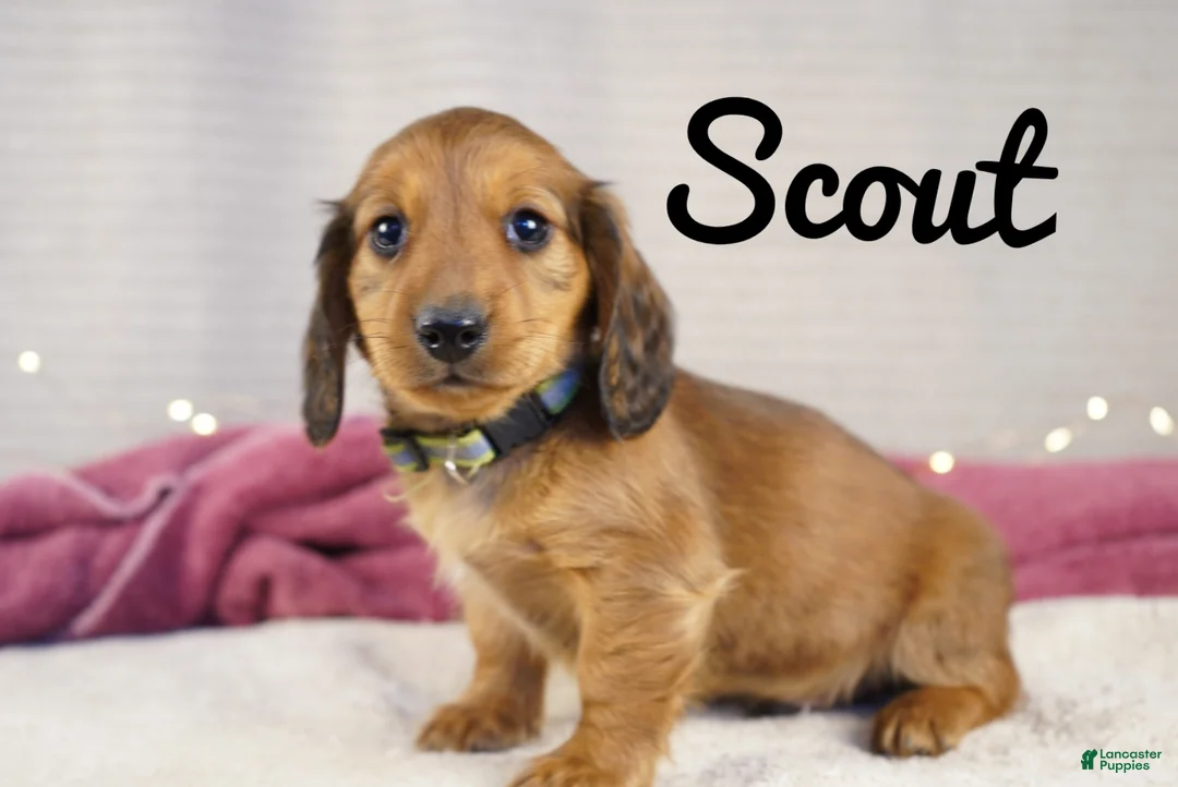 Miniature Dachshund dogs for sale: Scout - Ad 7