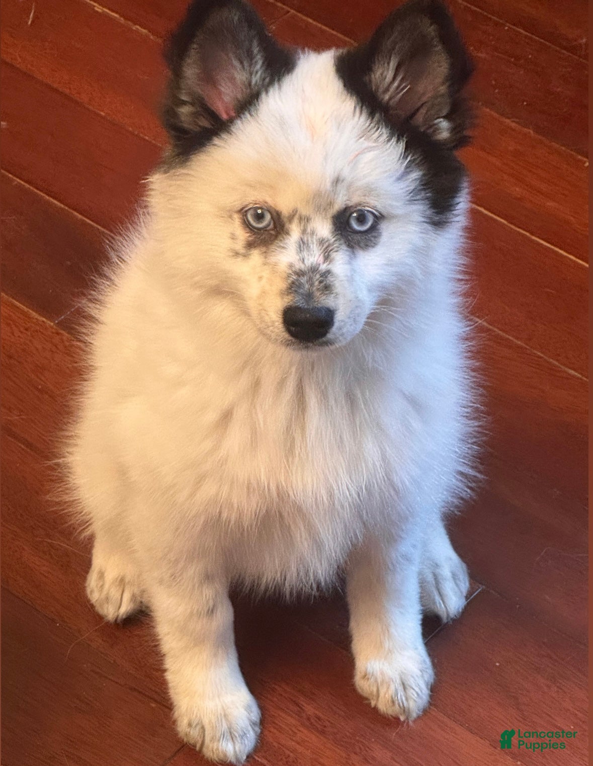 Pomsky dogs Linguini - Ad 41