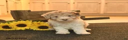 Toy Poodle dogs for sale: Shadow  - Ad 3