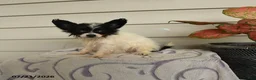 Papillon dogs for sale: Rain - Ad 2
