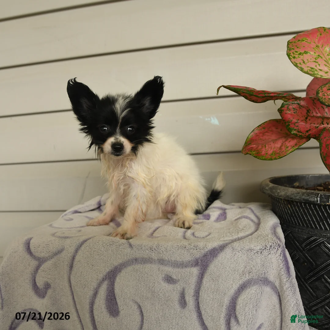 Papillon dogs for sale: Rain - Ad 2