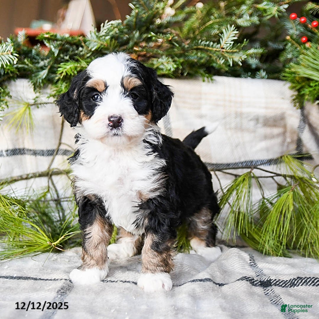 Mini Bernedoodle dogs for sale: Marilla - Ad 1