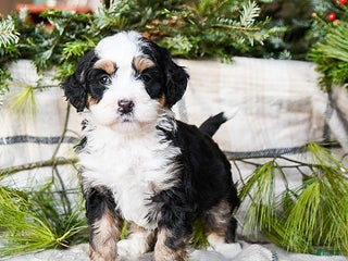 Mini Bernedoodle dogs Marilla - Ad 18