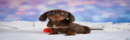 Miniature Dachshund dogs for sale: Maggie - Ad 8