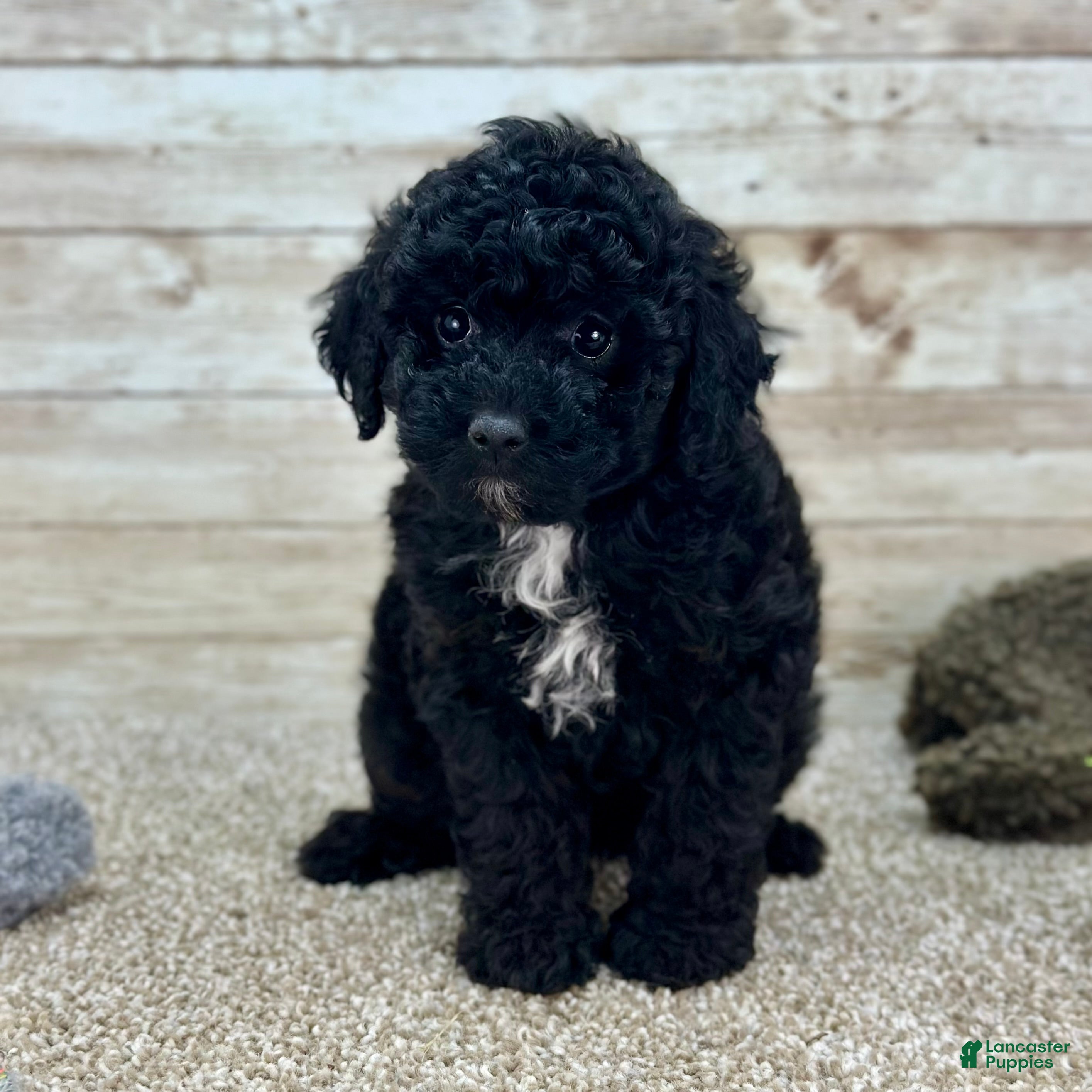 Toy Poodle dogs Girl Baylee - 0898 - Ad 41