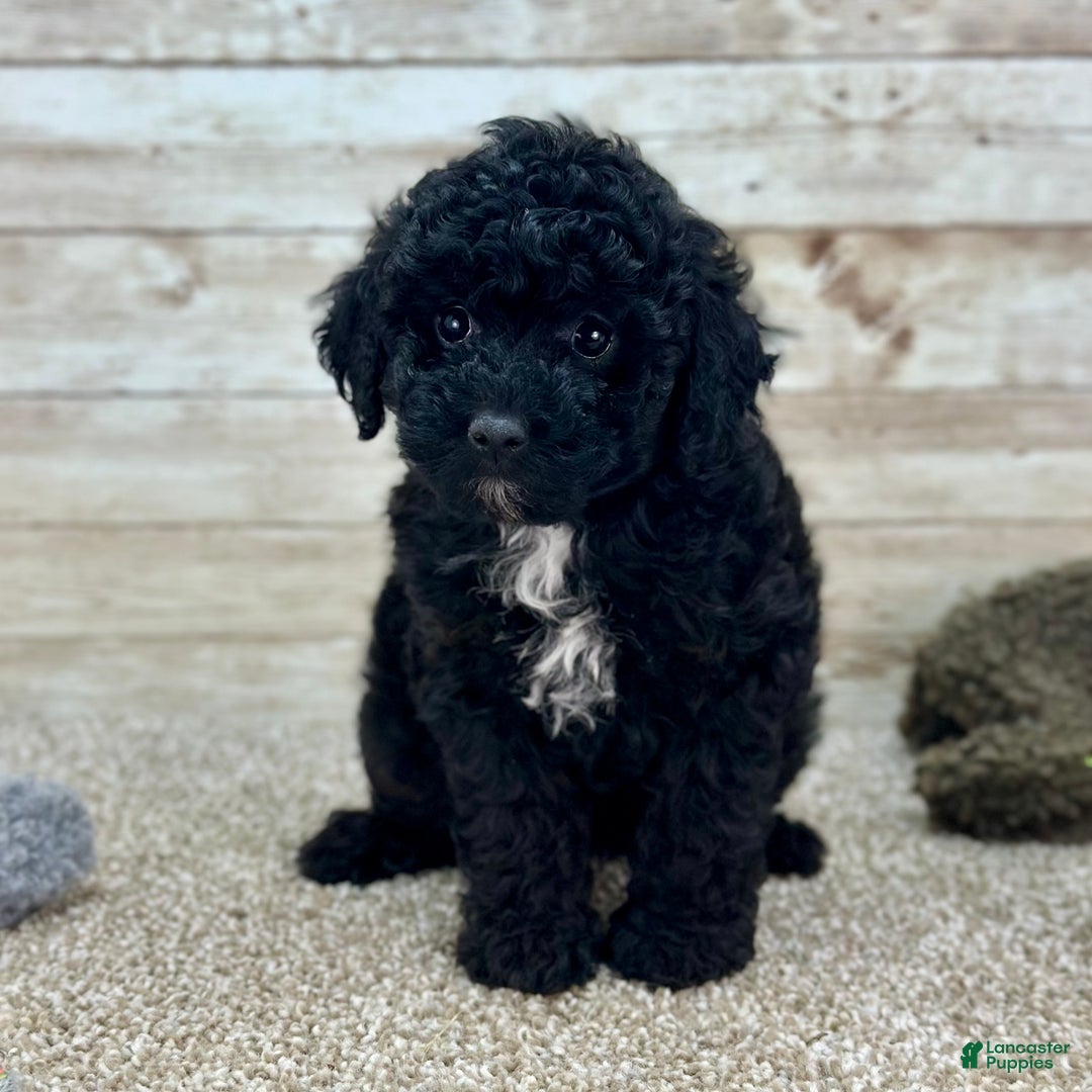 Toy Poodle dogs for sale: Baylee - Ad 1