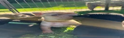 French Bulldog dogs for sale: French Bulldog 4 - Ad 4