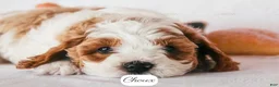 Cavapoo dogs for sale: Choux - Ad 8