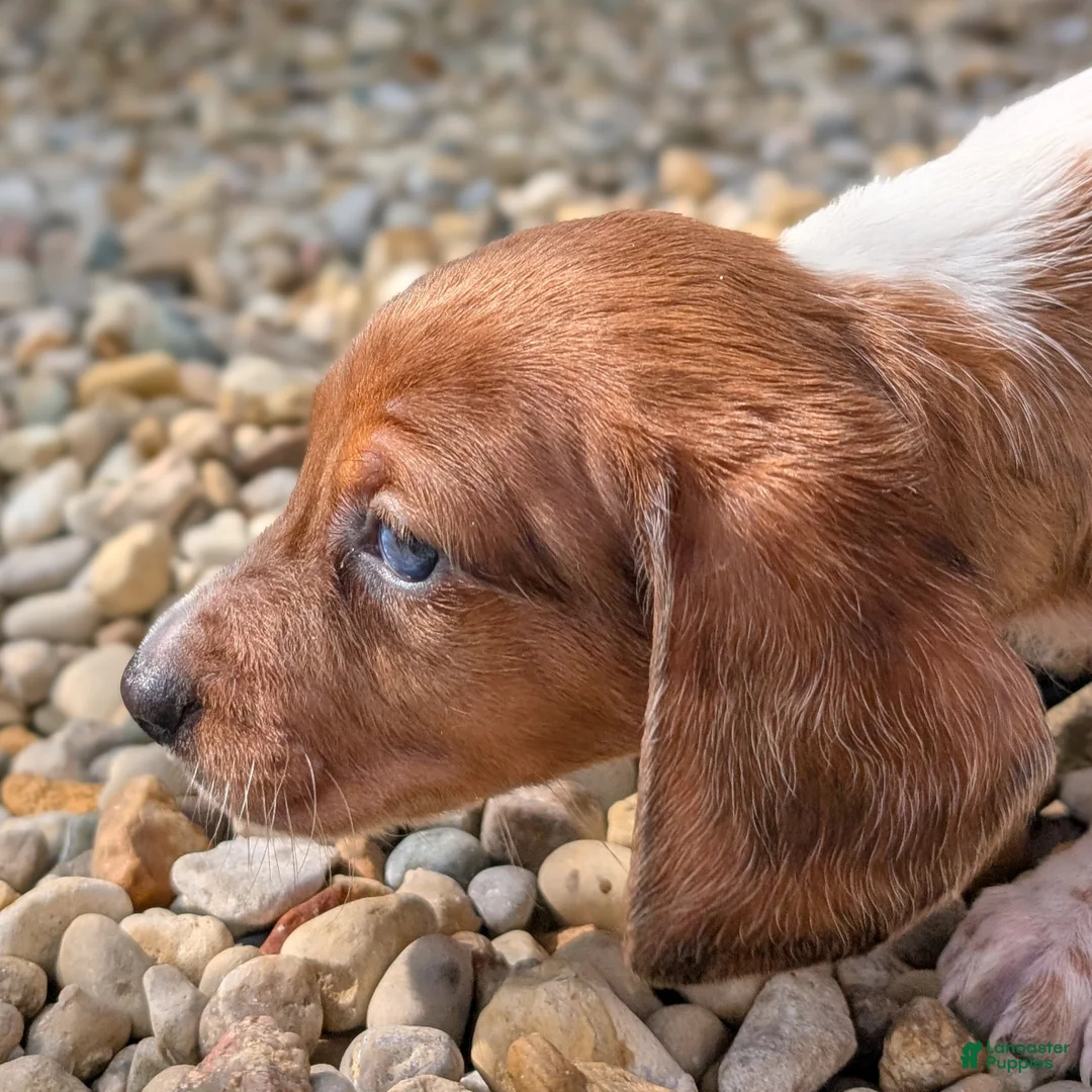 Miniature Dachshund dogs for sale: Oak - Ad 2