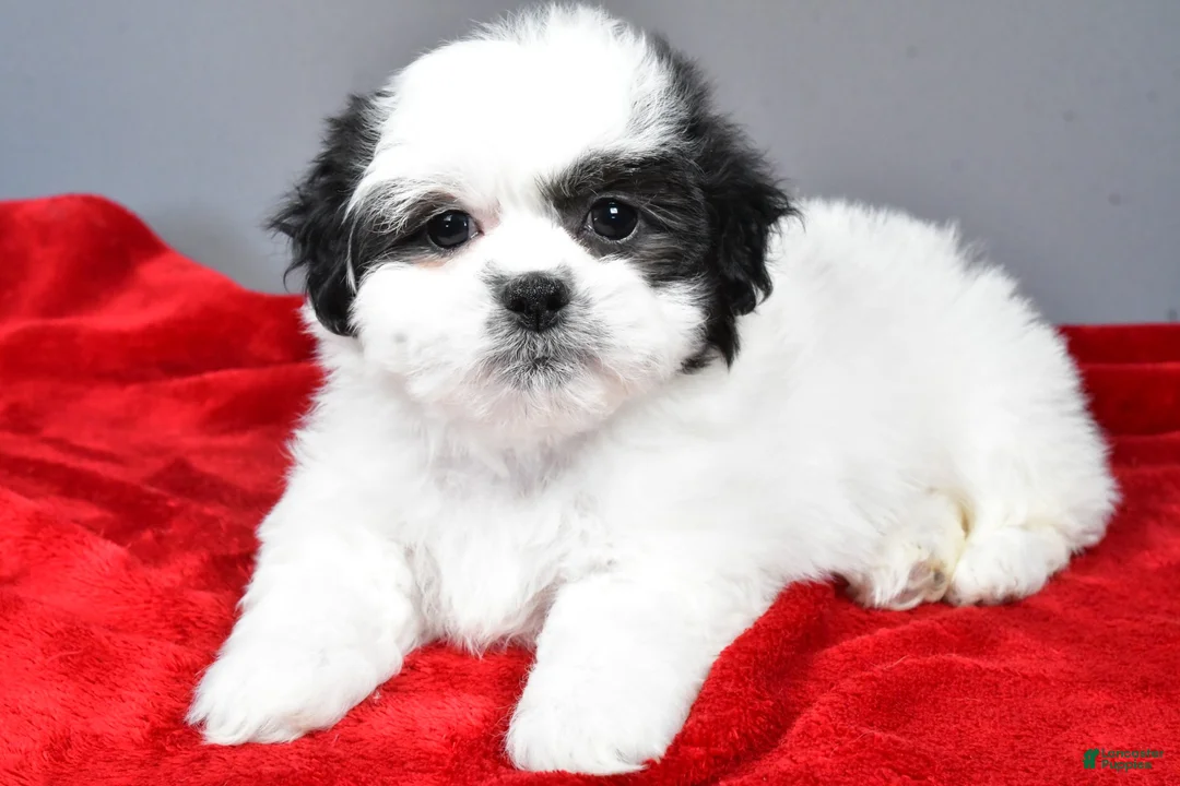 Teddy Bear dogs for sale: poppy - Ad 3