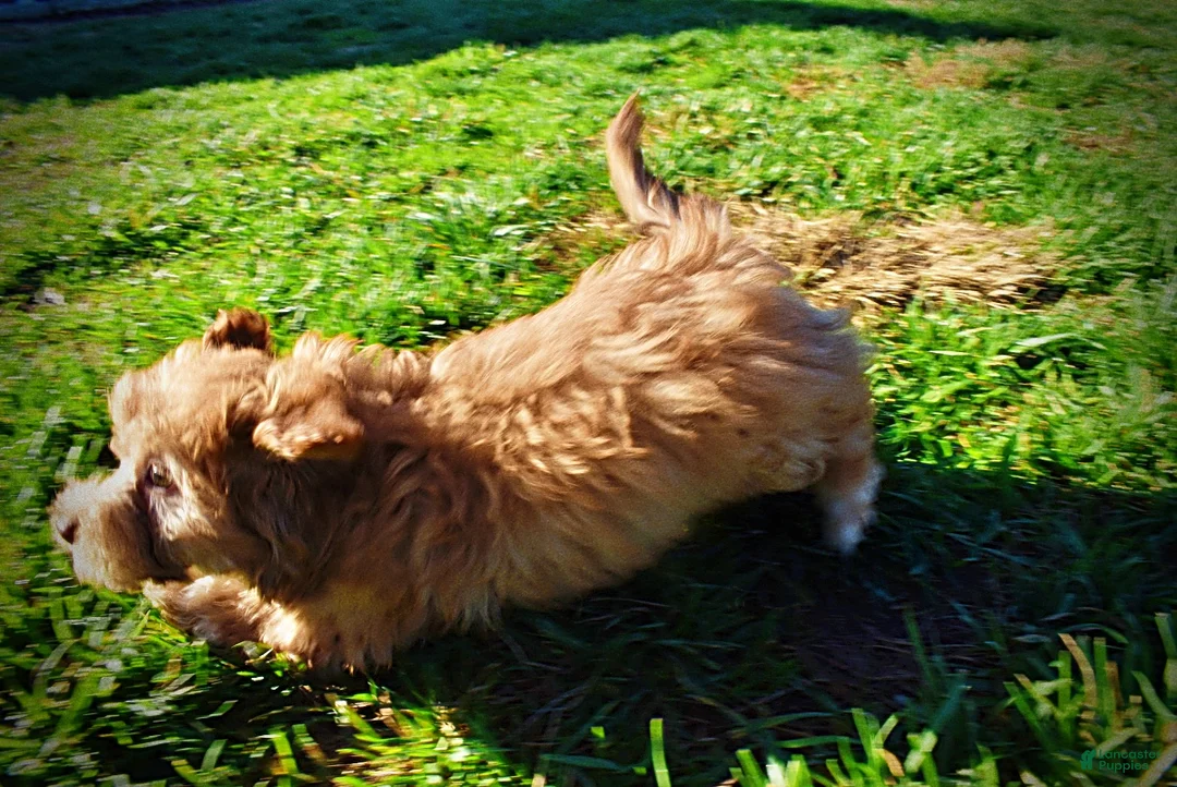 Havapoo dogs for sale: Sunny - Ad 31