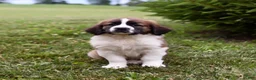 Saint Berdoodles dogs for sale: Bo - Ad 2