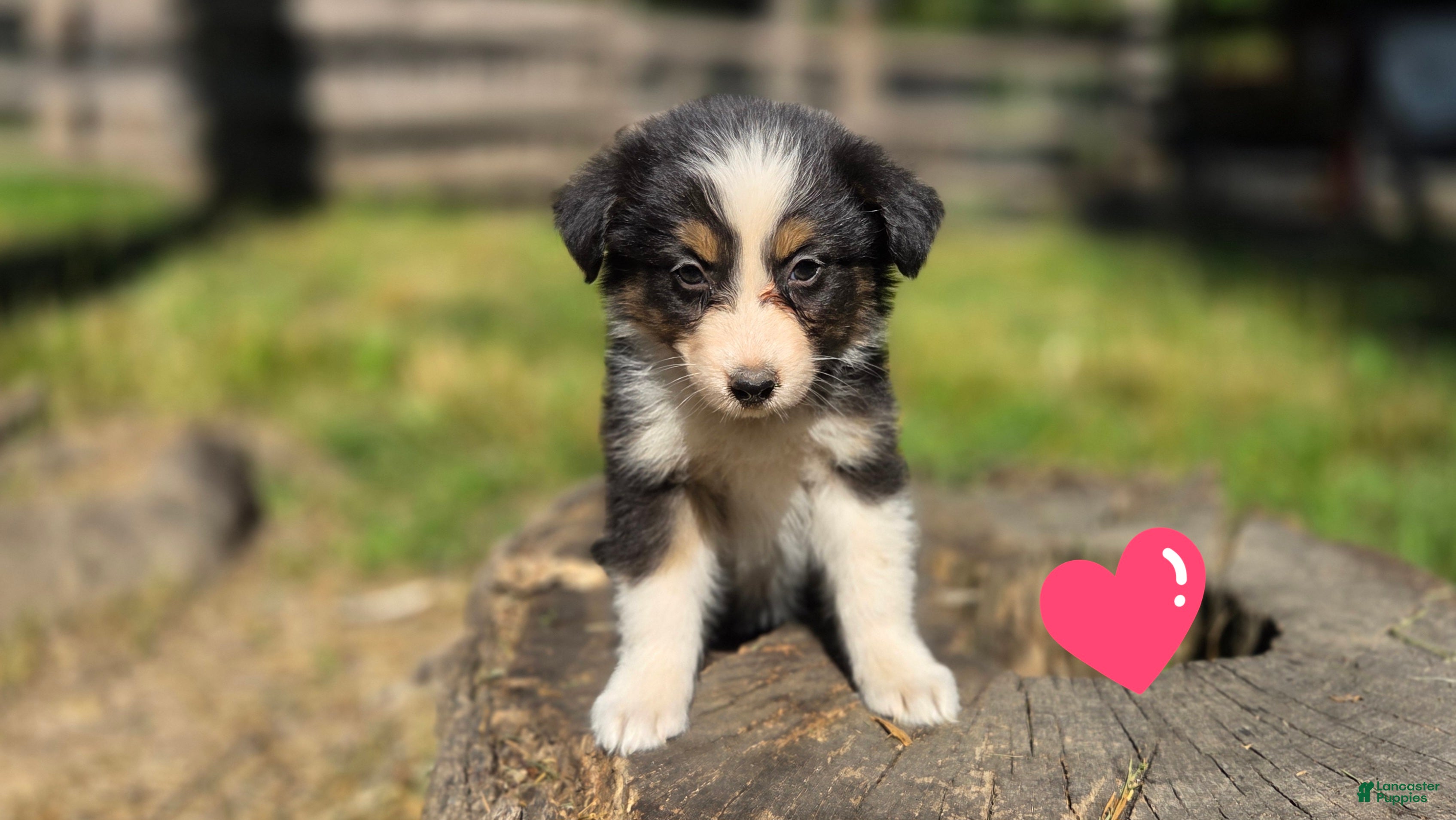 Australian Shepherd dogs Australian Shepherd Puppy "Zara" - Ad 32