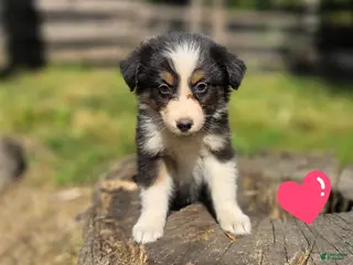 Australian Shepherd dogs Australian Shepherd Puppy "Zara" - Ad 32