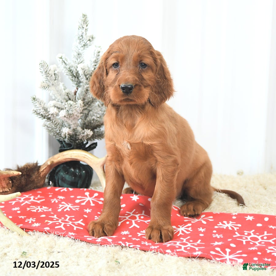 Irish Setter dogs Bella   - Ad 11