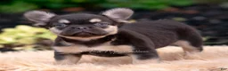 French Bulldog dogs for sale: Queenie - Ad 3