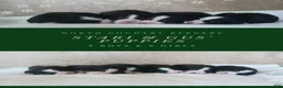 Bernese Mountain Dog dogs for sale: Bailey - Ad 7