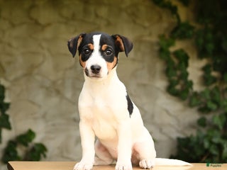 Jack Russell Terrier dogs - Ad 38