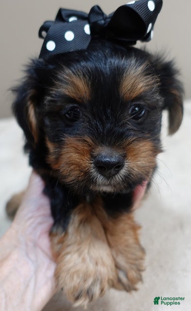 Yorkshire Terrier dogs Peyton - Ad 6