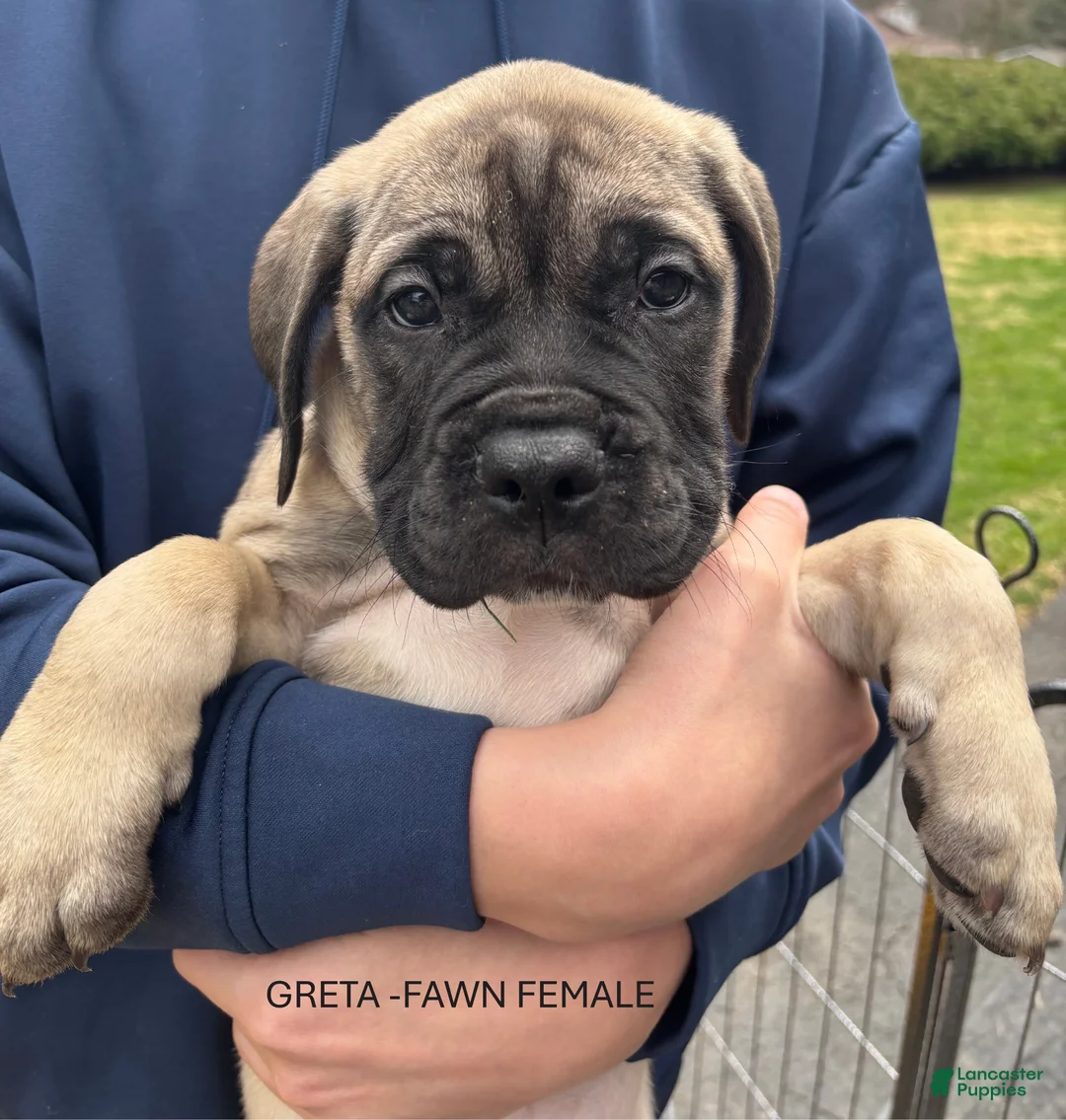 Bullmastiff dogs for sale: Greta - Ad 1