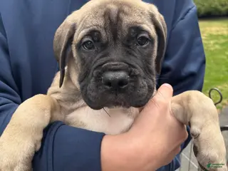 Bullmastiff dogs Greta - Ad 4