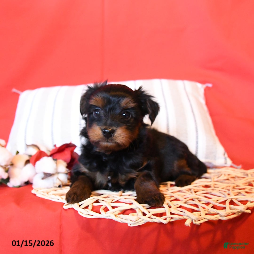 Yorkiepoo dogs for sale: Ralph - Ad 4