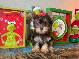 Yorkshire Terrier dogs Chocolate Yorkie Ready To Go - Ad 7