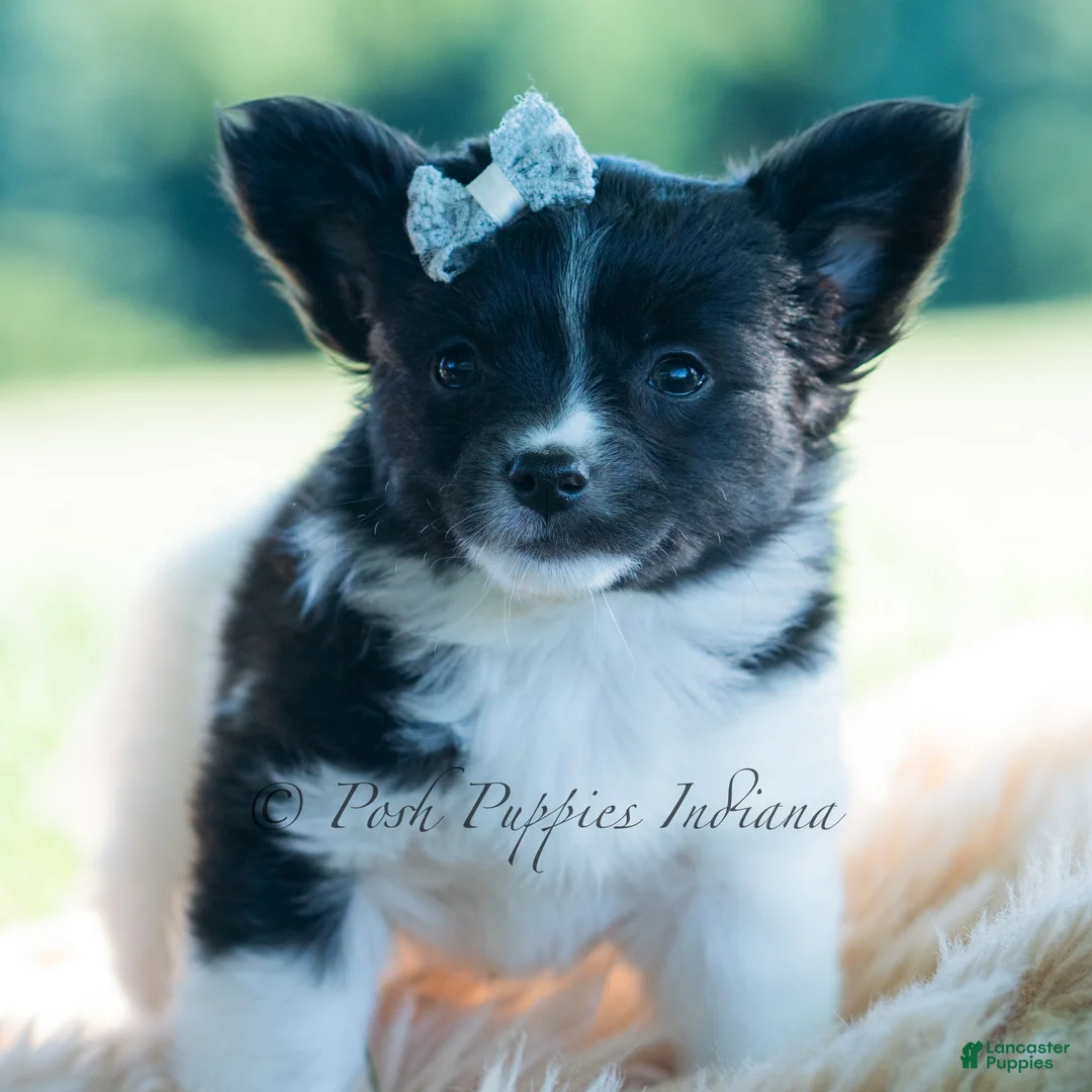 Chihuahua dogs for sale: Axel - Ad 1